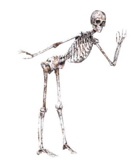 Download Skeleton, Pose, Skull. Royalty-Free Stock Illustration Image ...