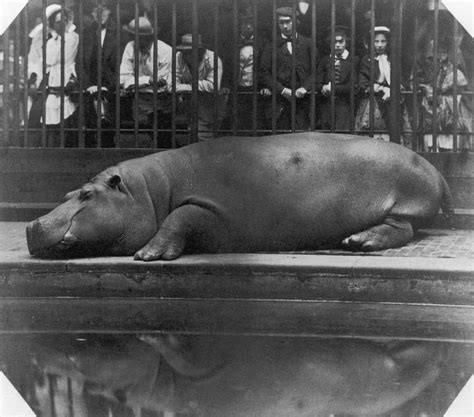 Sleeping Hippo Photograph by Count De Montizon