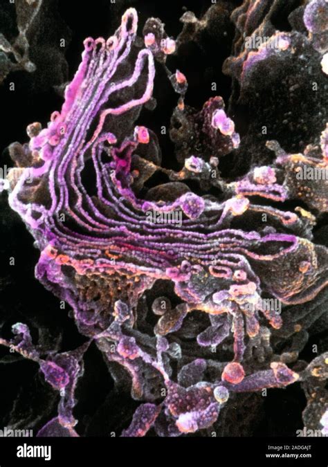 Golgi apparatus. Coloured high resolution scanning electron micrograph ...