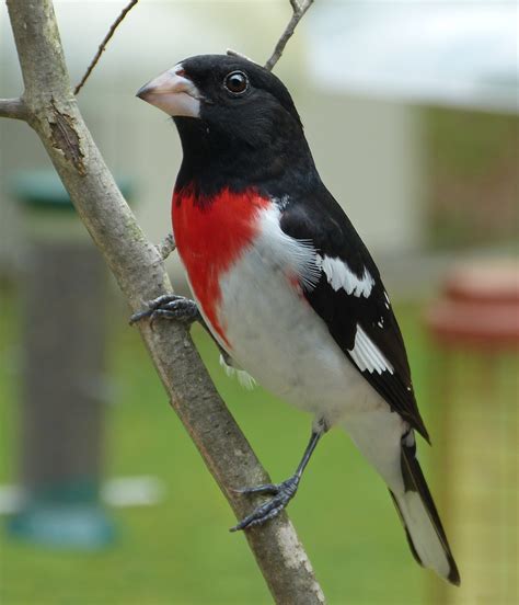 Rose-breasted Grosbeak male - FeederWatch