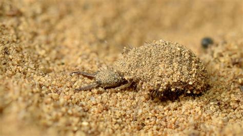 How Antlion Larvae Eat Without a Mouth | Mental Floss