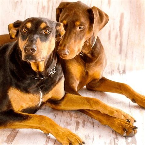 Doberman Colors - Common & Rare Colors & Patterns