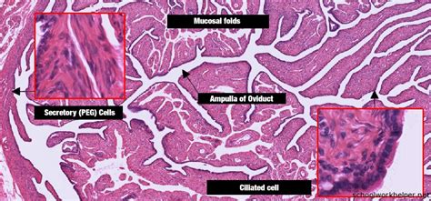 fallopian-tube-slide-labelled-histology | SchoolWorkHelper