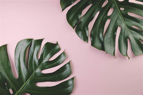 große Monstera Blätter | Imagem de fundo de computador, Papel de parede computador, Papel de ...