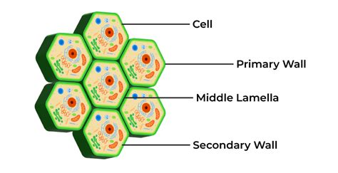 Cell Wall - Definition, Structure, Functions and Cell Wall Layers