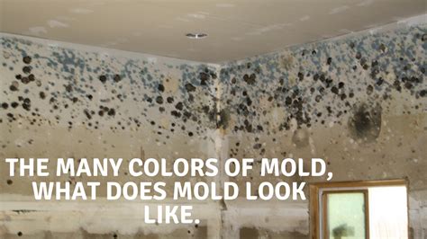 The Many Colors of Mold, What Does Mold Look Like – RMR Solutions, LLC