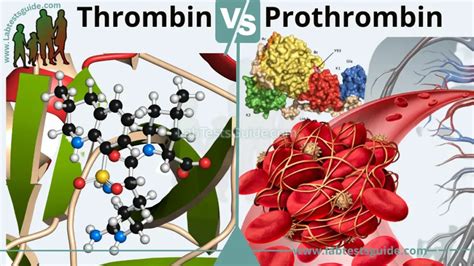 Differences Between Thrombin and Prothrombin | Lab Tests Guide