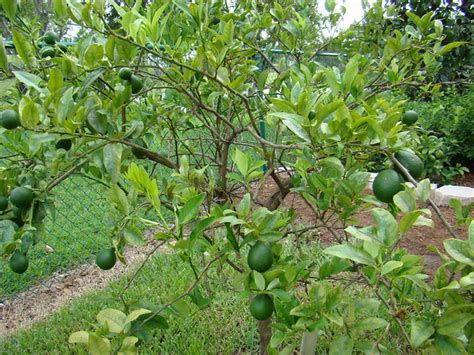 Our Key Lime Tree | Flickr - Photo Sharing!