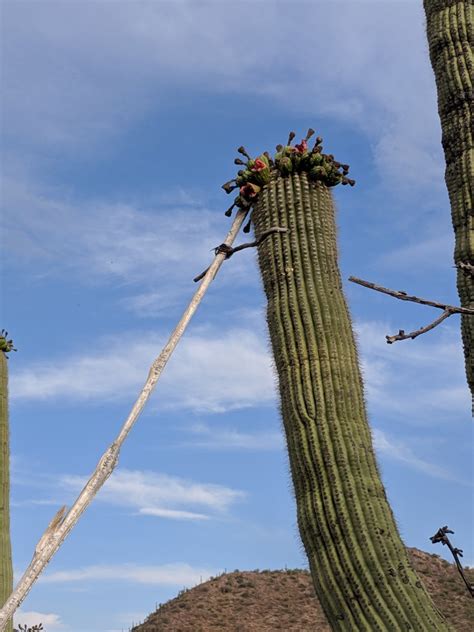 Traditional Native Saguaro Cactus Fruit Harvest Experience - WanderWisdom