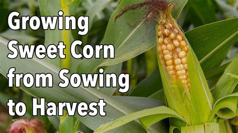 Growing Sweet Corn from Sowing to Harvest - YouTube