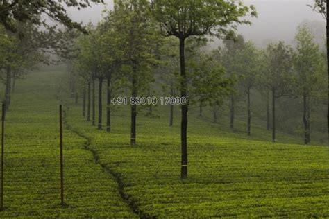 Munnar Exclusive Package - Platonic Holidays