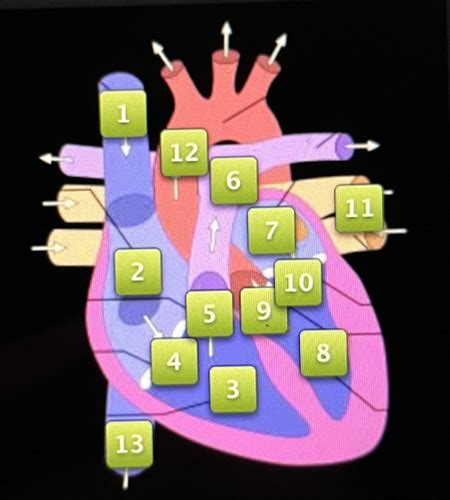 heart anatomy Flashcards | Quizlet