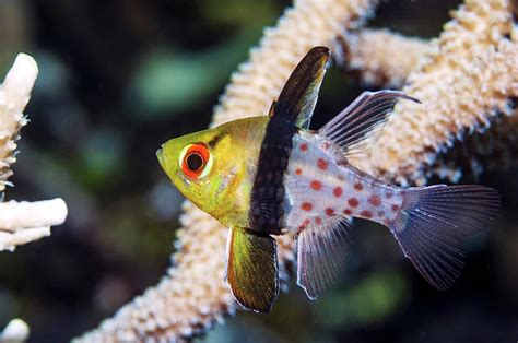 Pajama Cardinalfish Photograph by Georgette Douwma/science Photo Library