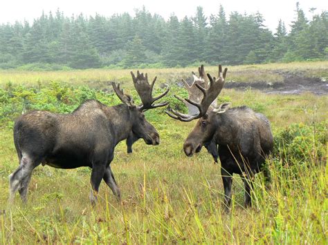 How to Choose a Moose - Newfoundland and Labrador, Canada