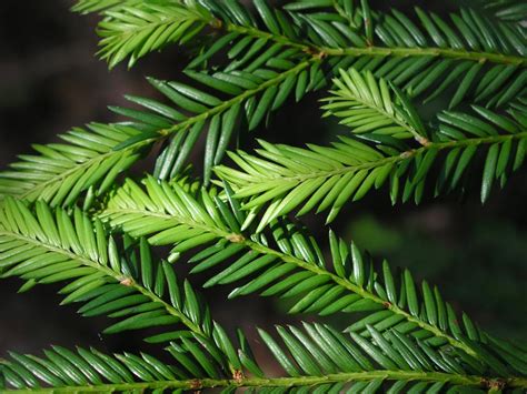 Taxus brevifolia (Pacific yew) description