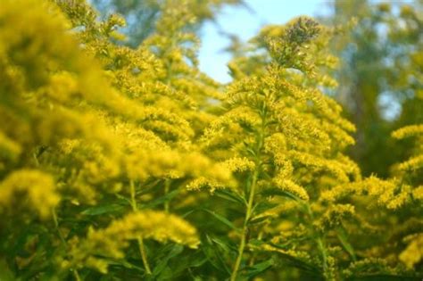 Alabama Wildflowers | Wild Flowers | Pinterest