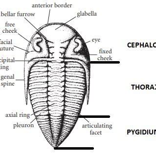 (PDF) TRILOBITES AND ASSOCIATED FAUNA FROM BALTOSCANDIAN ERRATIC ...