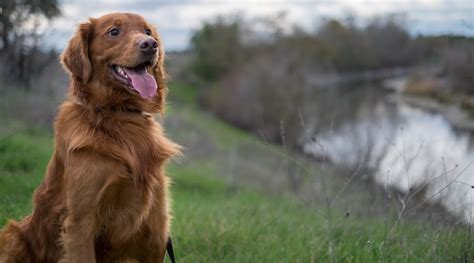 Irish setter golden retriever mix Temperament, Size, Adoption, Lifespan, Price