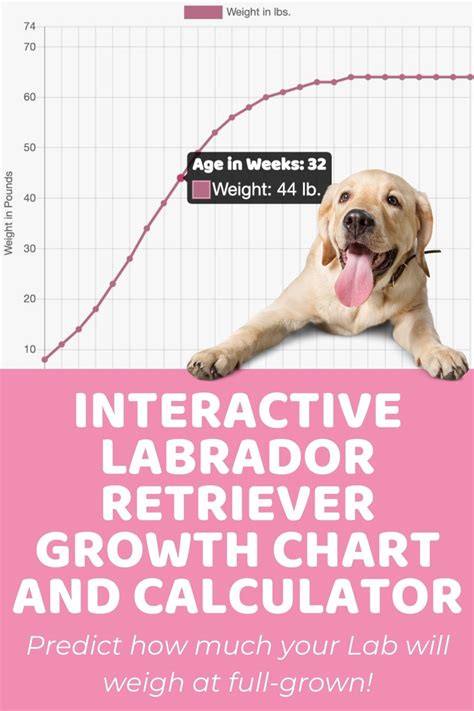 Interactive Labrador Retriever Growth Chart and Calculator - Puppy Weight Calculator