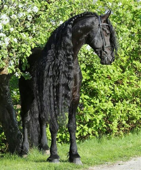 367 best images about Friesian horses on Pinterest | Baroque, Sports and Dressage