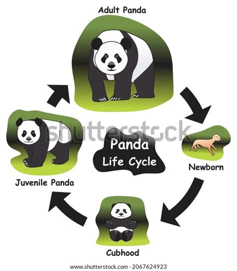 36 Panda Evolution Images, Stock Photos, 3D objects, & Vectors ...