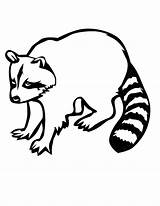 Raccoon Coloring Pages  Home sketch template