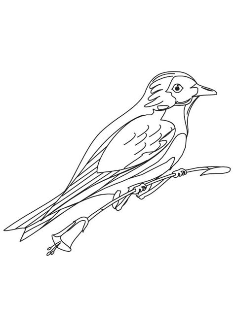 Idaho State Bird Coloring Page Coloring Pages