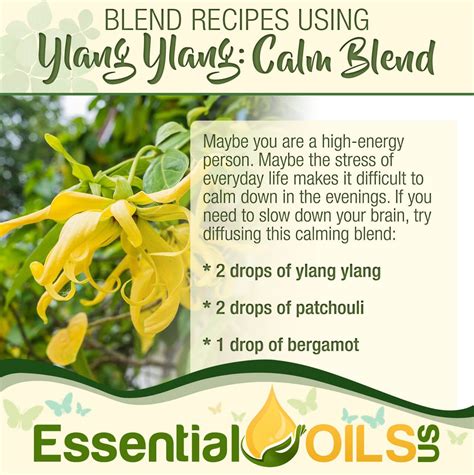 5 Ylang Ylang Diffuser Blends and Benefits | Calming blend, Ylang ylang ...