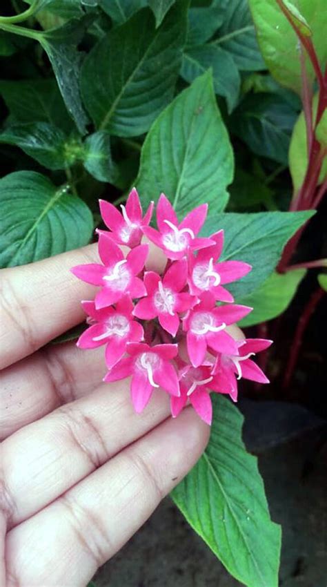 How to grow Pentas flower | Pentas plant care | Pentas lanceolata ...