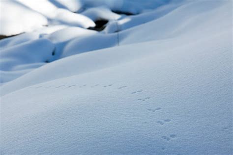 Royalty Free Mouse Tracks In Snow Pictures, Images and Stock Photos ...