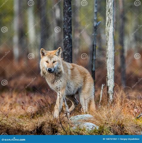 Eurasian Wolf. Scientific Name: Canis Lupus Lupus. Natural Habitat ...