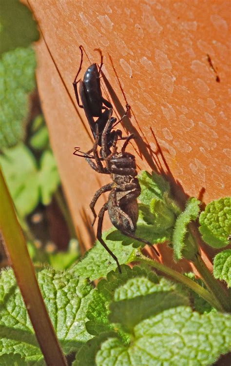 HumBug: Solitary Wasps | News Blog