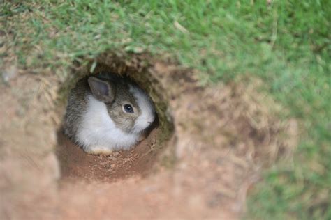 The Ultimate Rabbit Habitat – Quick Setup | Small Pet Select Blogs ...