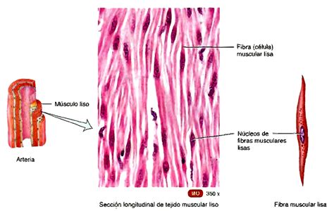 HISTO-EMBRIOLOGIA: TEJIDO MUSCULAR LISO