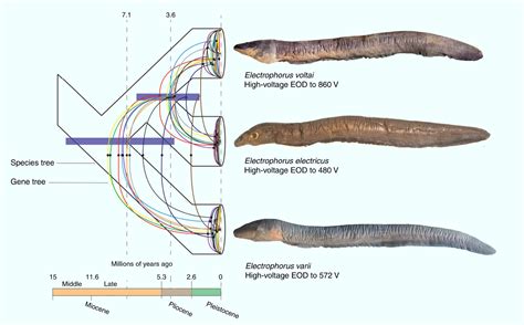 Types Of Electric Eels