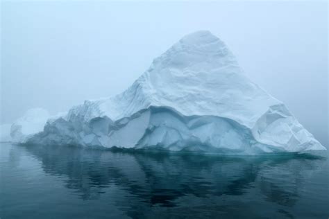 Greenland Shark Facts - CRITTERFACTS