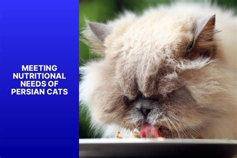 The Ultimate Guide to Proper Persian Cat Care: Tips, Tricks, and Expert ...