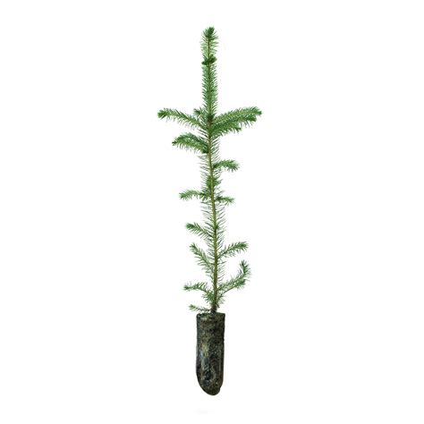 Sitka Spruce | Medium Tree Seedling – SequoiaTrees.com