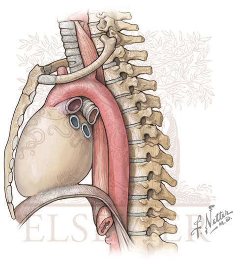 Pericardium and heart in middle mediastinum just posterior to the sternum. Note the relationship ...