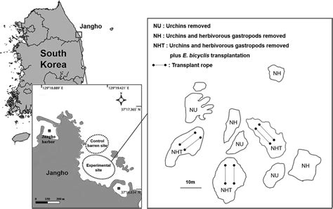 Study site showing the experimental layout in a subtidal zone in ...