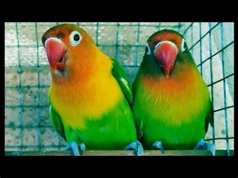 Love Birds Singing Sound Loud effects - YouTube