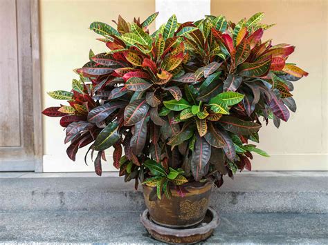 Stately Croton Large Indoor Plants Plants House Plants | Images and Photos finder