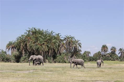 The elephants of Amboseli - Africa Geographic