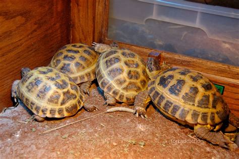 Tortaddiction: Prepping the Russian tortoises for brumation (hibernation)