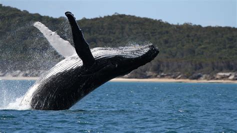 Pacific Whale Foundation Eco Adventures Australia | Australia's Nature Coast - Sunshine Coast ...