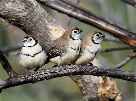 What are the best finches for beginners? - Aviculture Hub