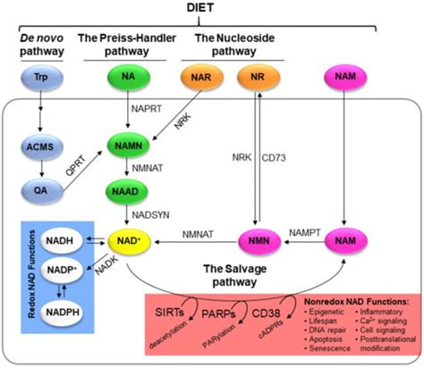 Cells | Free Full-Text | Nicotinamide Adenine Dinucleotide (NAD) Metabolism as a Relevant Target ...