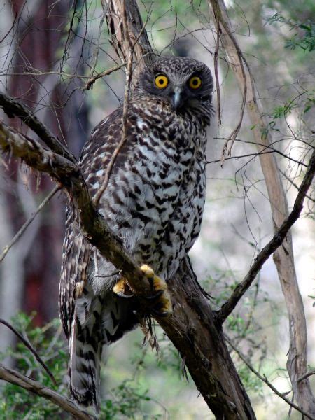 VicForests logs Powerful Owl habitat for …. firewood? – Environment East Gippsland