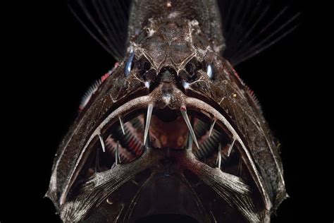 Up close with the giant teeth of the deep-sea fangtooth | New Scientist