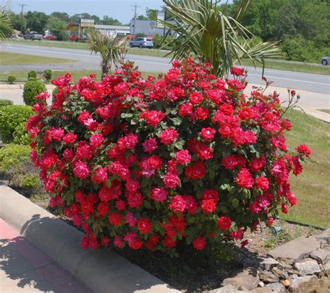 Shrub Rose 'Radrazz' KNOCKOUT Plant Profile | Sylvan Gardens Landscape